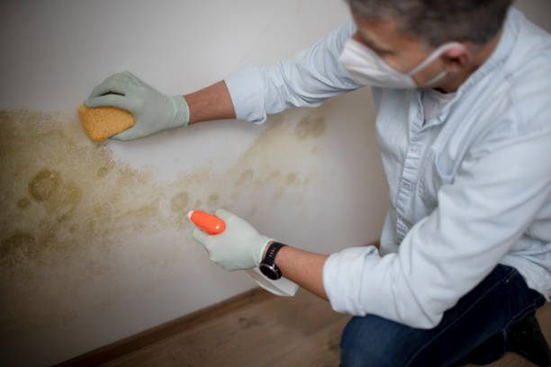 Best Mold Damage Repair  in Kinnelon, NJ