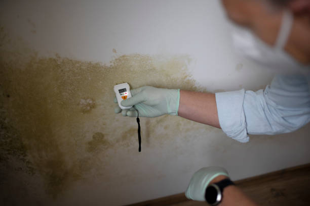 Best Crawl Space Mold Removal  in Kinnelon, NJ