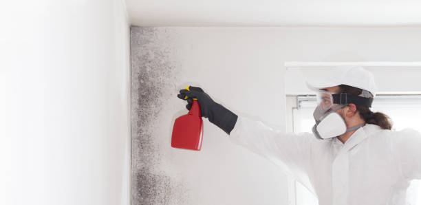 Professional Mold Removal in Kinnelon, NJ