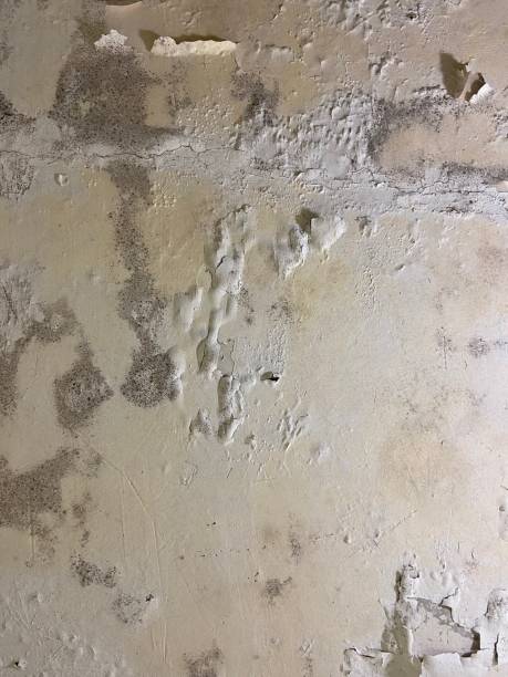 Home Mold Removal in Kinnelon, NJ