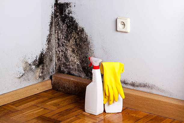 Best Professional Mold Removal  in Kinnelon, NJ
