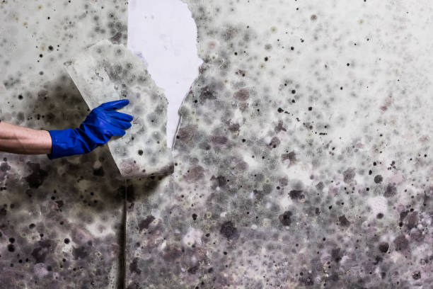 Best Certified Mold Removal  in Kinnelon, NJ